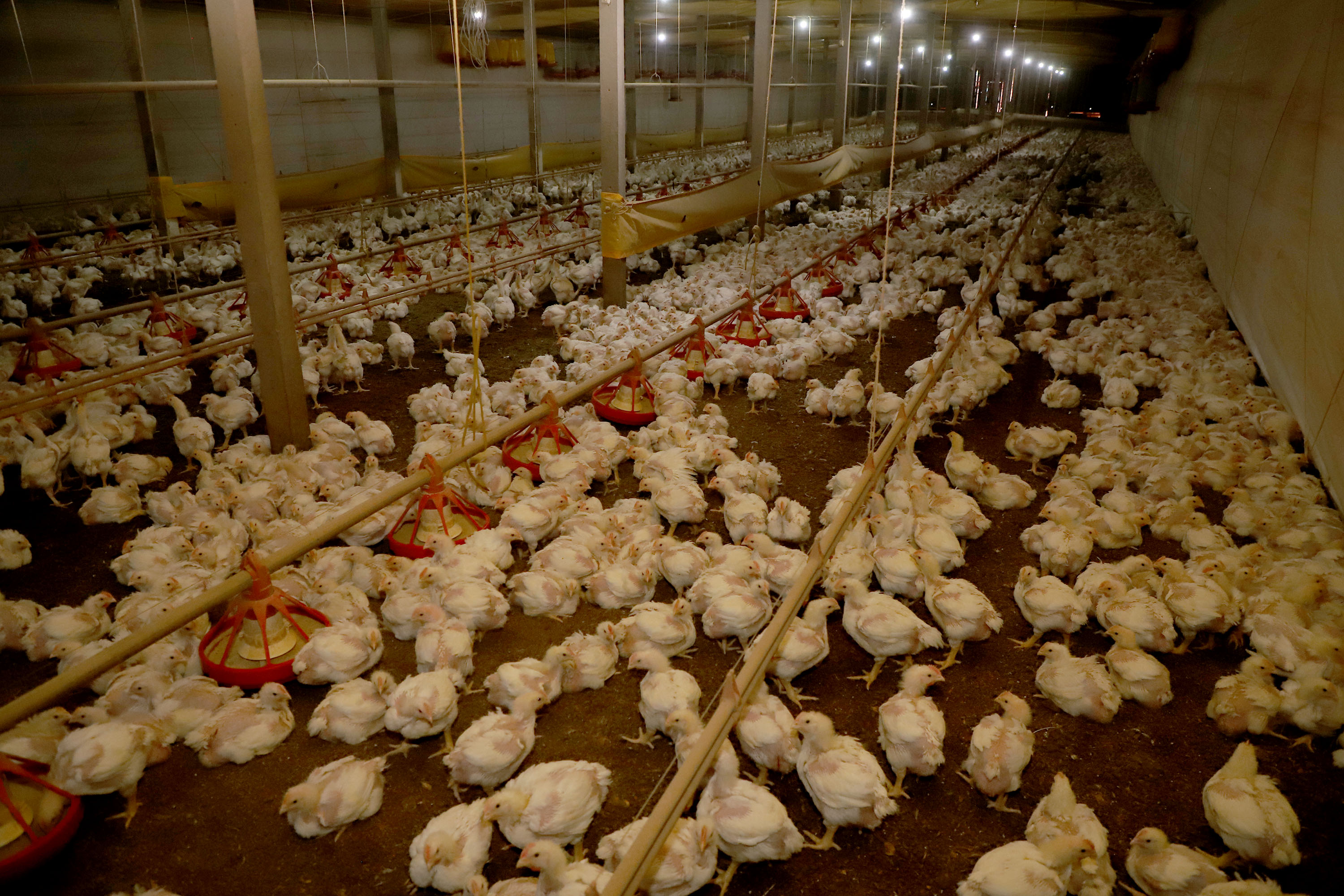Paraná e Seara Investem R$ 475 Milhões na Cadeia Produtiva do Frango