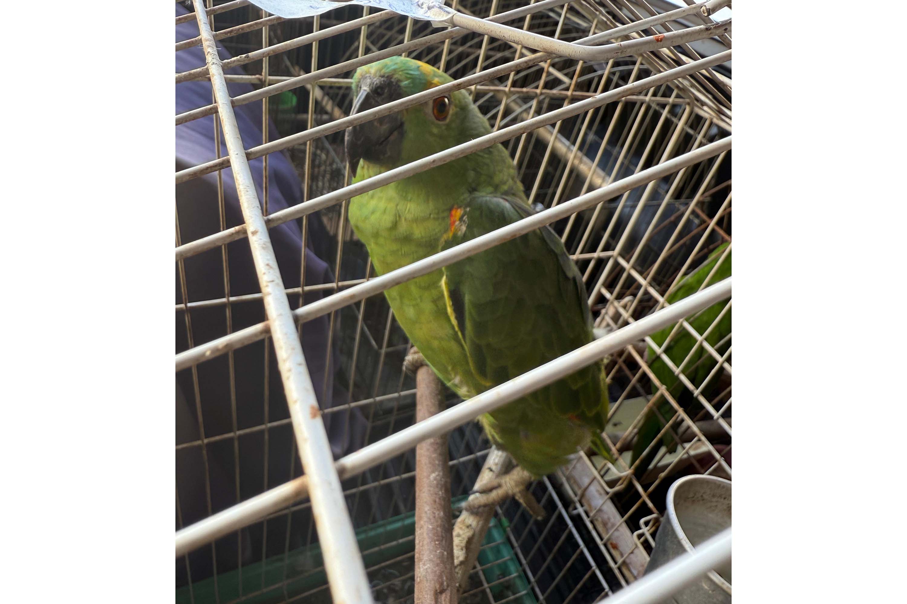 Operação conjunta resgata 36 aves em cativeiro no Paraná