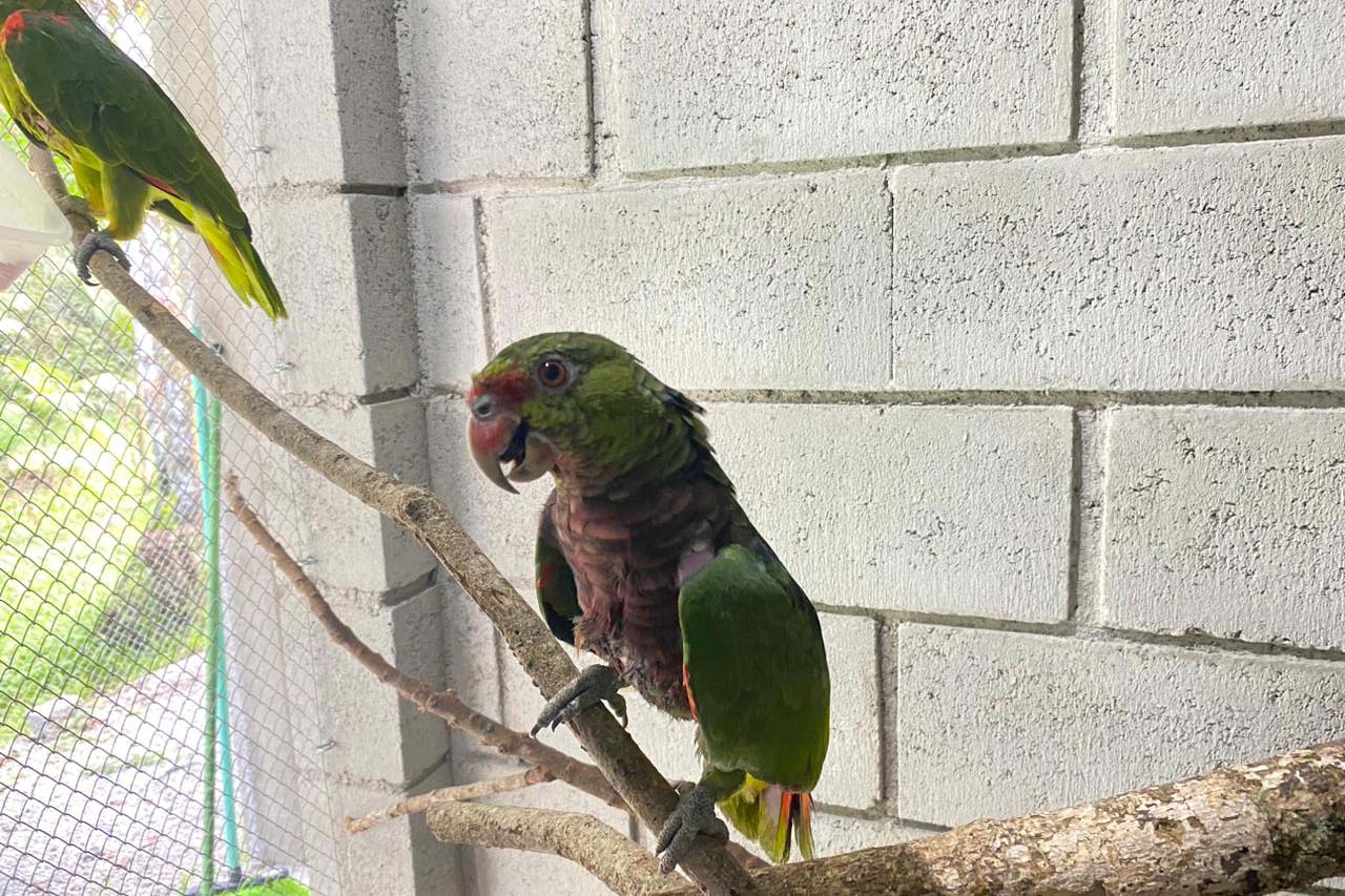 Pronto Atendimento a Animais Silvestres no Paraná é Reforçado Durante a Temporada de Verão