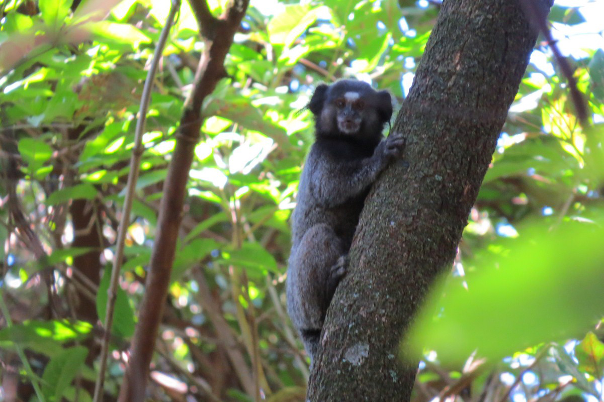 IAT orienta a população sobre os cuidados com animais silvestres nas estradas