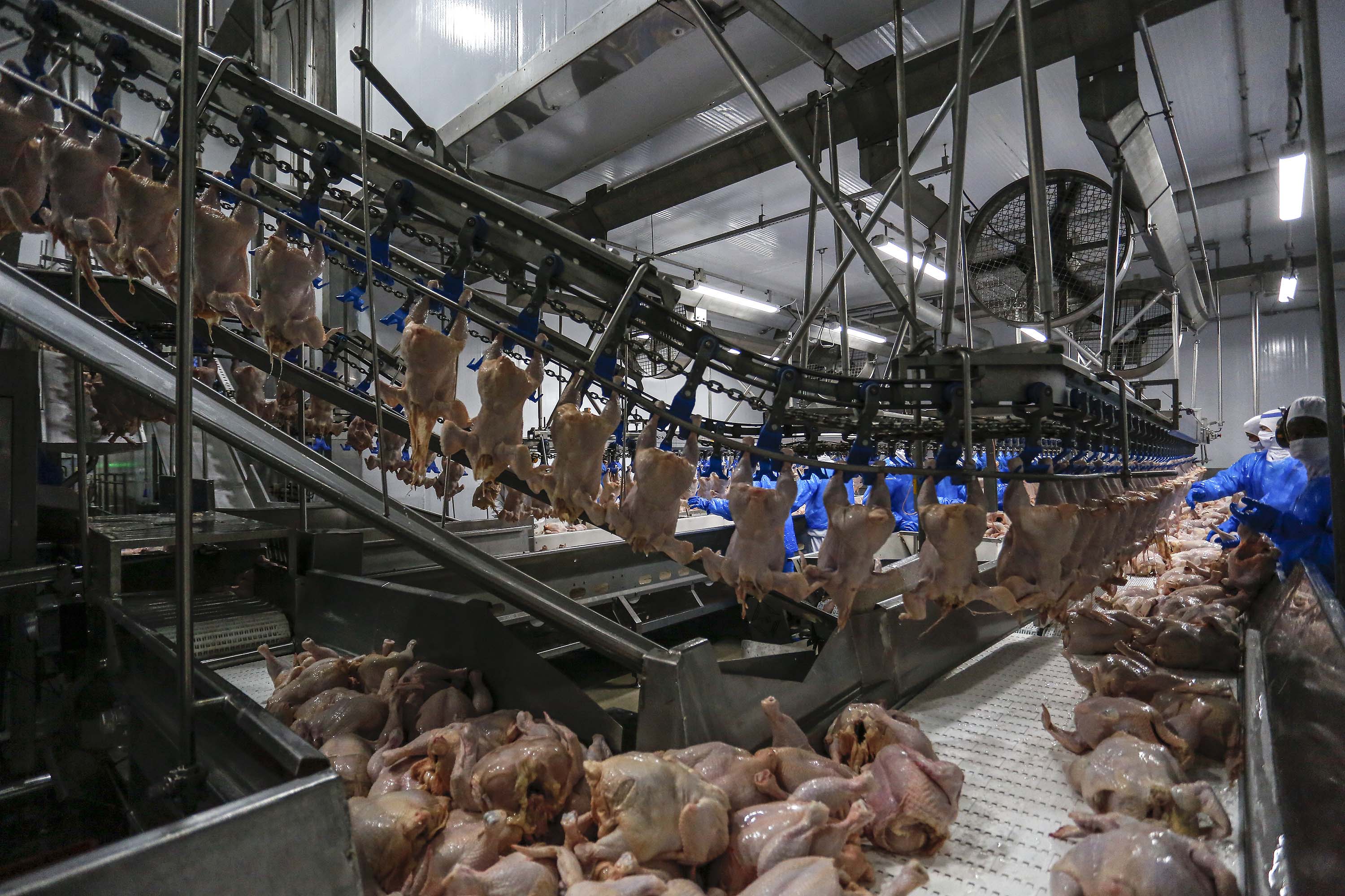 Paraná regulamenta credenciamento de empresas para inspeção de animais para corte