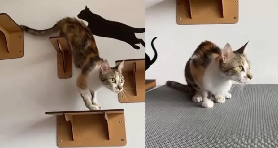 Gata arremessada do 12º andar de prédio em Curitiba é adotada