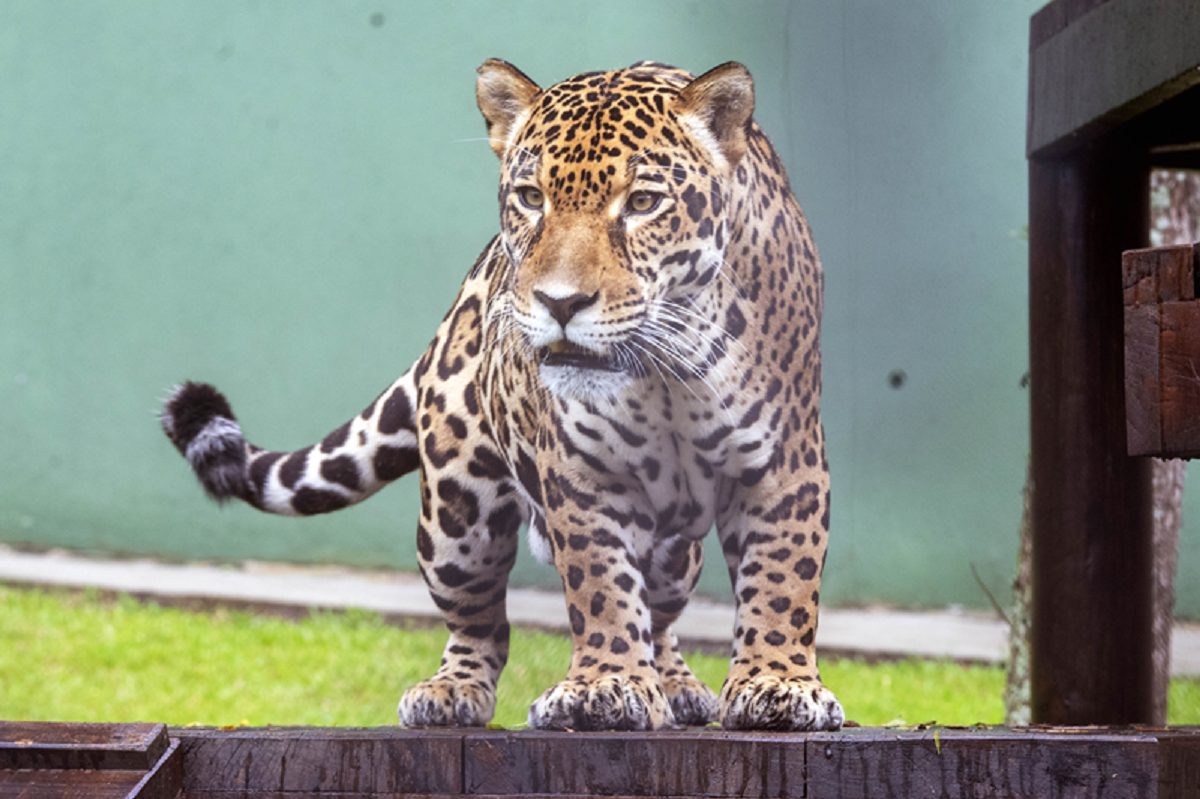 Novo macho de onça-pintada chega ao Zoológico de Curitiba para programa de reprodução